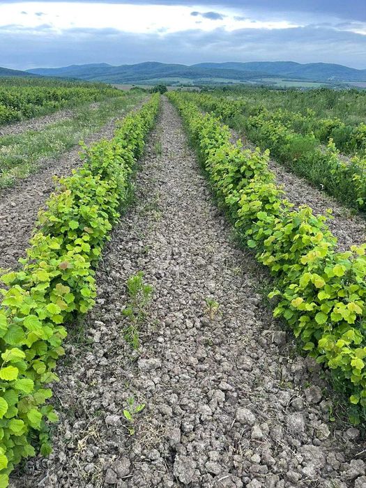 Puieti de alun cu radacina libera