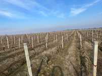 Spalieri beton pt.vie ,gard,etc.