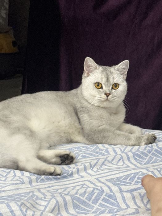 Кошка шиншила ласковая приученная умная кошка