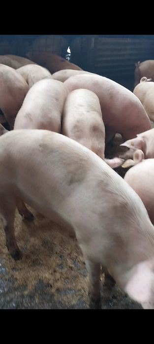 Продавам Бели Домашни Прасета