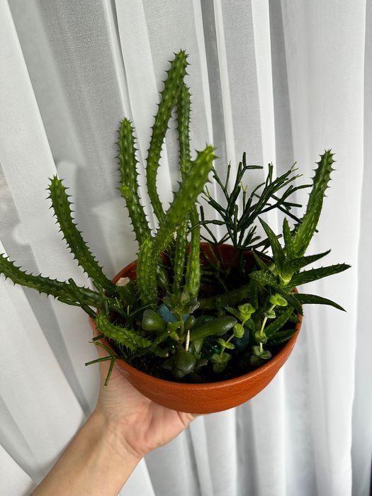 Продам суккулентов горшочек и филодендрон