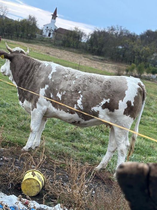 Vand juninca la prima fatare