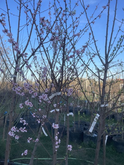 Pomi fructiferi pe rod/ pomi la ghiveci