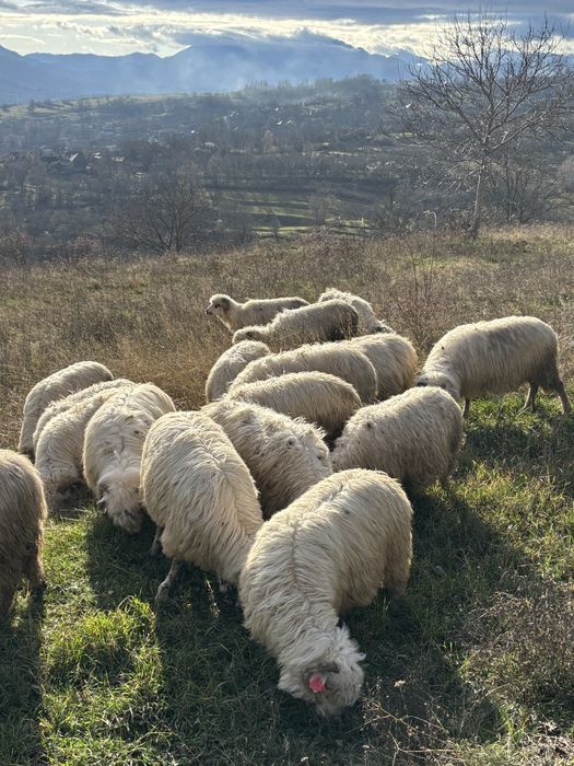Vand oii reformă sau schimb cu balotii