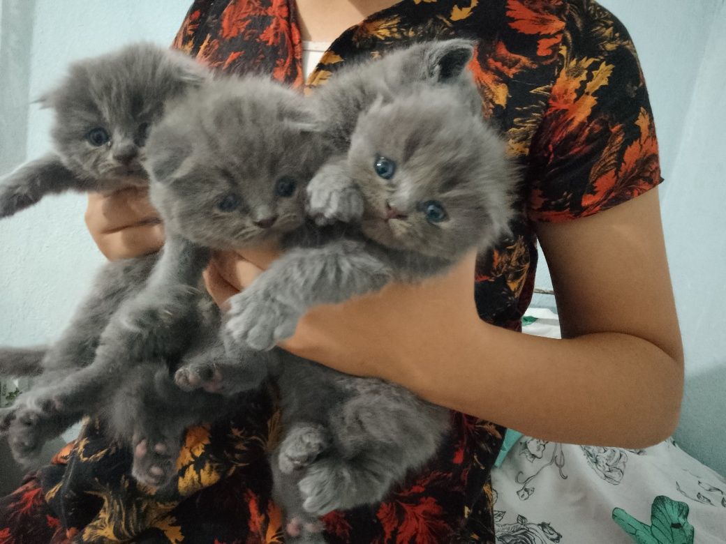 Котята британцы.