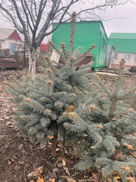 Продам голубые ёли