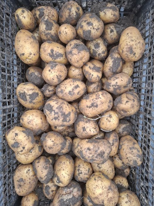 Картофи сорт Сорая