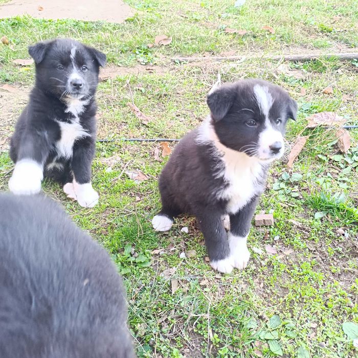 Малки кученца за подаряване