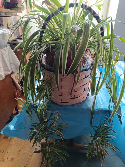 Цветок хлорофитум - очиститель воздуха для дома