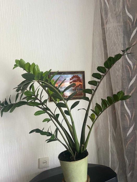 Комнатное растение Замиокулькас