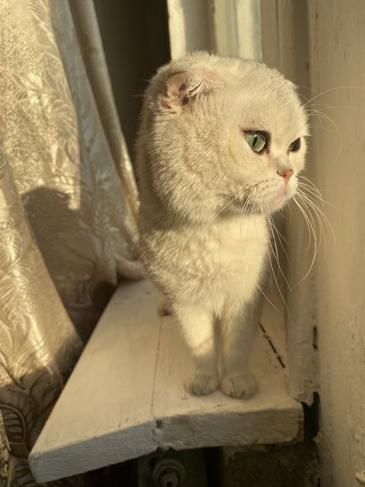 Вислоухий кот на вязку . Серебристая шиншила