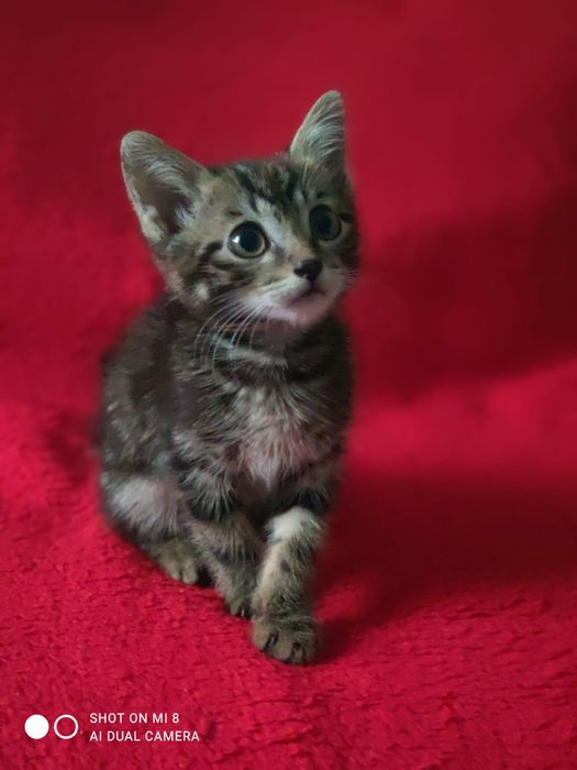Отдается котенок