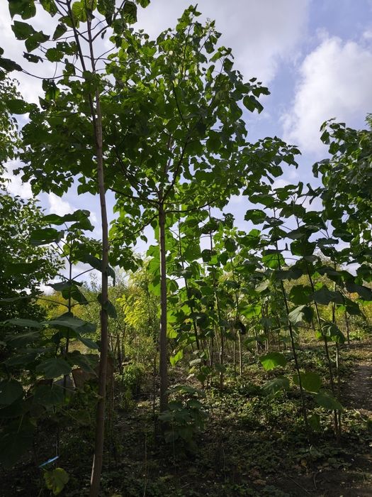 Vând copaci paulownia