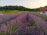 Vând floare verde de lavanda pentru distilat