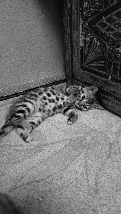 Бенгальский котенок