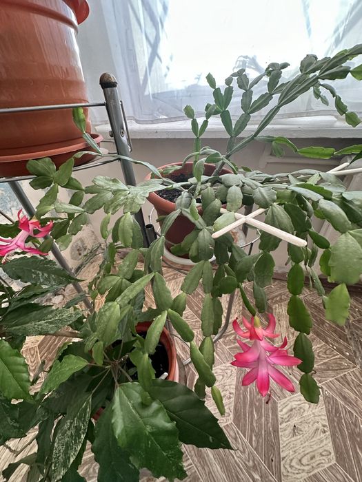 Цветы распродажа, распродажа