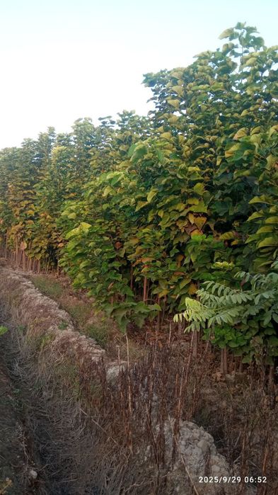 Каталпа сакура кочатлари бор ишончли