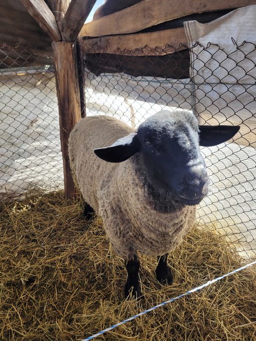 Berbec suffolk! Cu certificat!