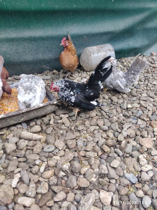 De vânzare o familie de chabo