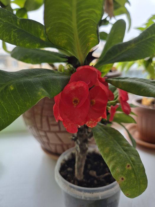 Продам молочай Миля красный