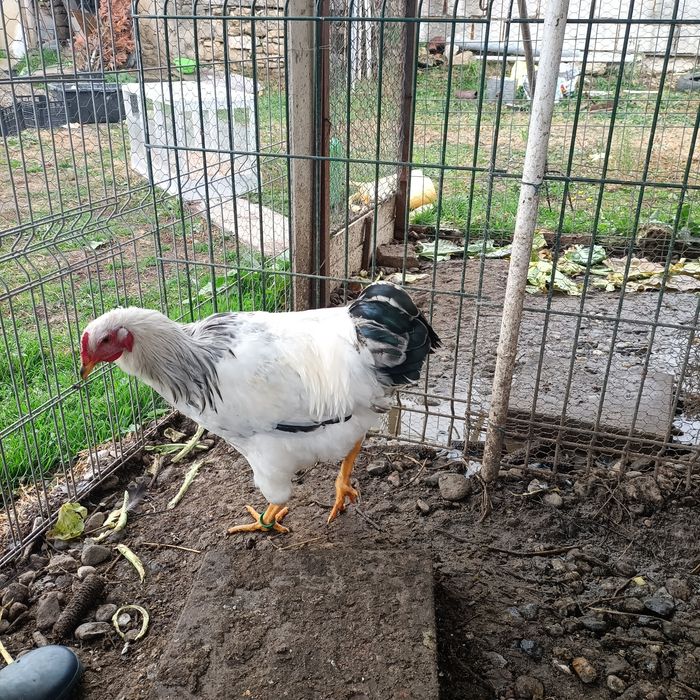 Cocos Sussex cu Adler