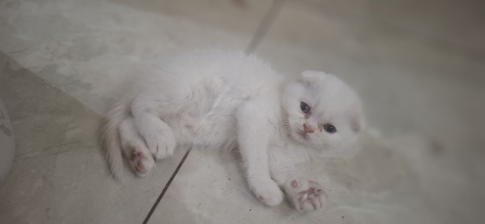 Продаются котята