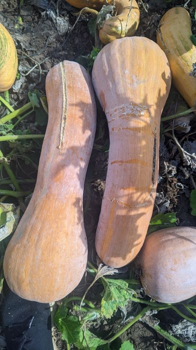 Продавам тикви за фураж