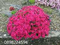 Флокс стелещ - Phlox subulata