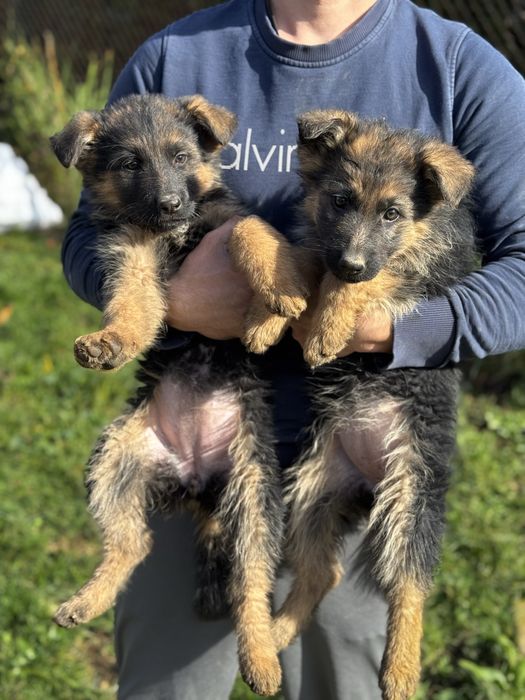 Немски овчарки (женски)