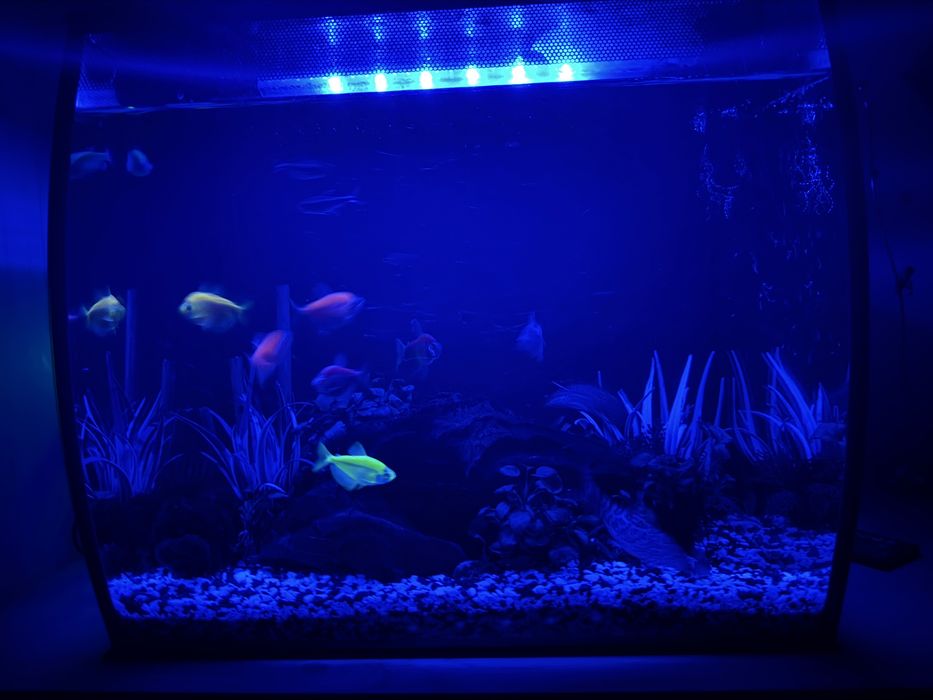 Acvariul Fluval Flex 57 L + Pesti si accesorii pentru acvariu