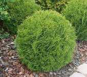 Tuia (thuja) globosa, Danica, Little Giant