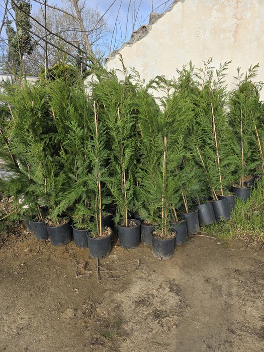 Chiparos Leylandii este un conifer de talie medie, din familia Cupress