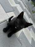 Dau spre adopție 6 pui de pisică drăguți