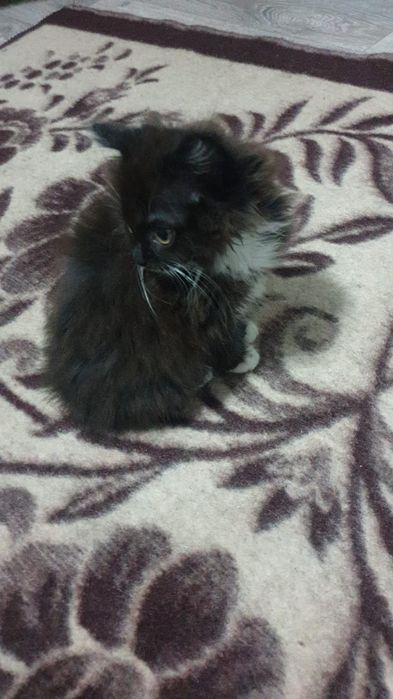 Котята наполовину британцы