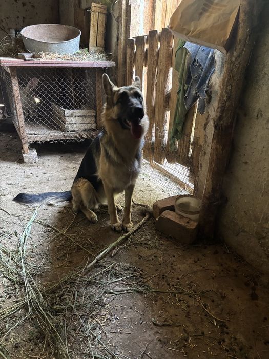 Продаёться собака