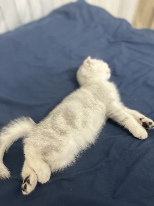 Шотланский Котенок продается