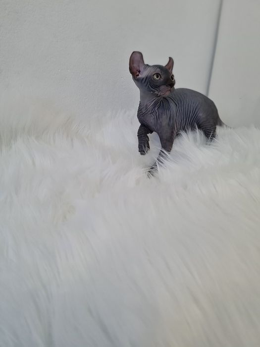 Pisicuta sphynx elf femela blue