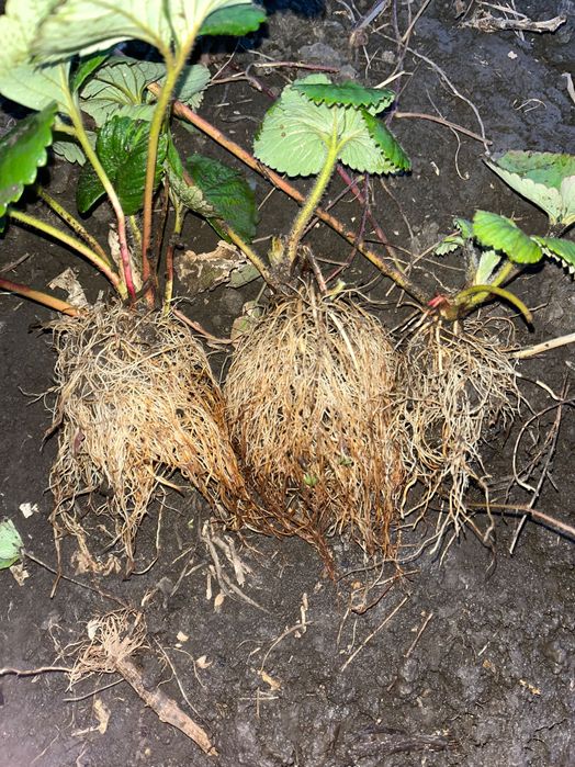 De vânzare set 130 stoloni cu 250 lei, 75  albion, 25 alba, 30 Asia