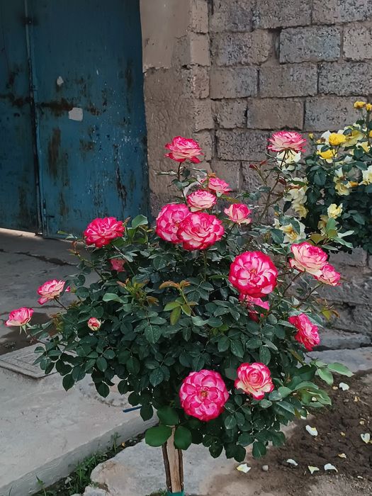 Shtamp atirgullari sotiladi