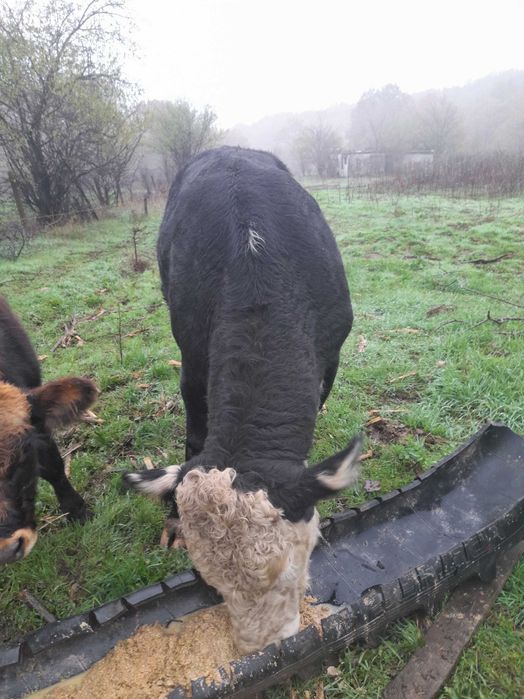 Мъжки телета за клане или разплод