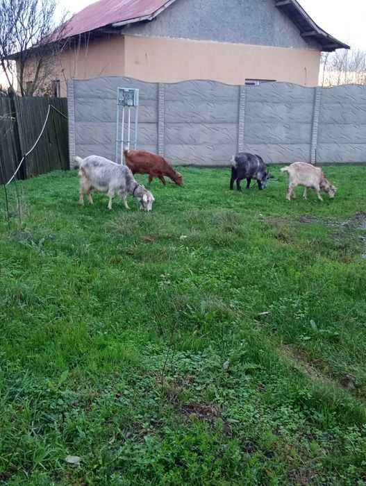 Vând capre gestante