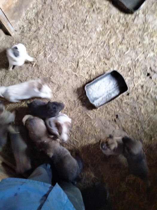 Donez căței metis Ciobanesc