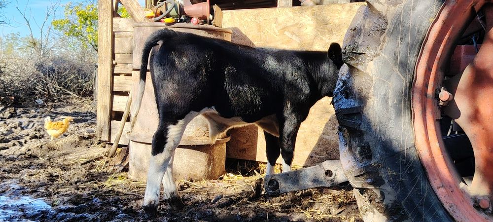 Vând taure de prăsilă și tăuraș