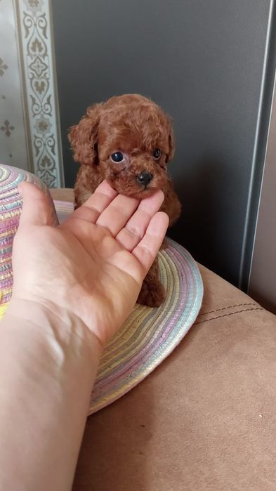 Femela pudel roșu talie mica