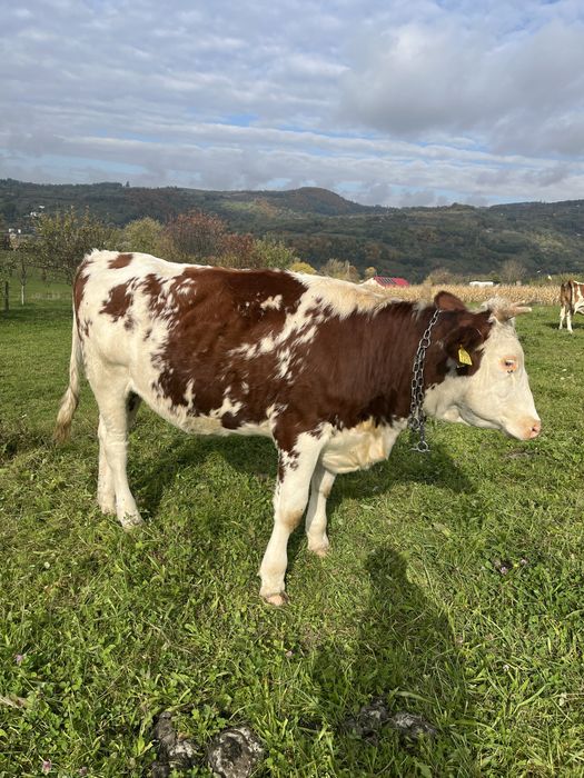 Vand 2 juninci 7000 de lei bucata