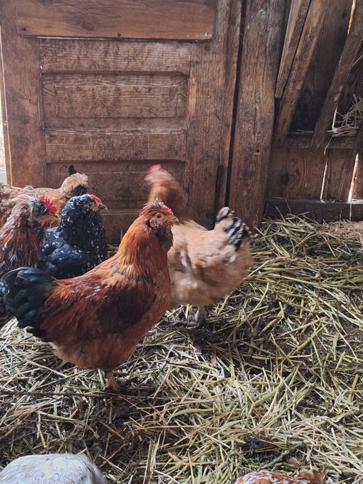 Cocoși  de casă de vânzare