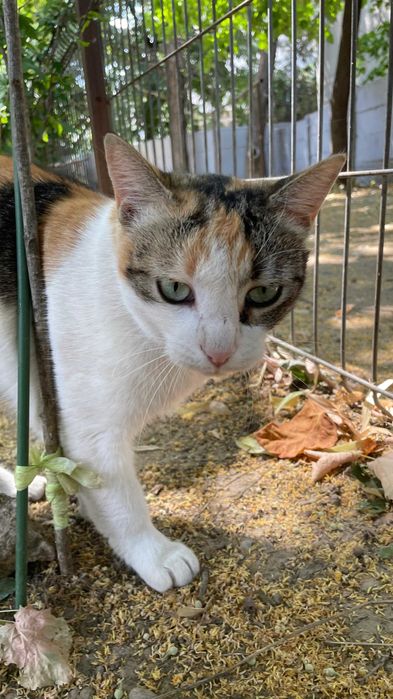 Cleo, pisicuta sterilizata pentru adoptie
