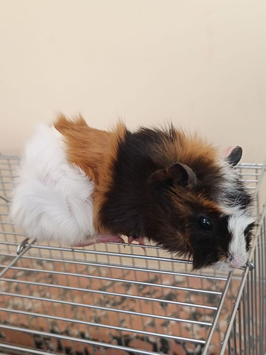 Хомяки сирийской породы .Цена за пары с клеткой