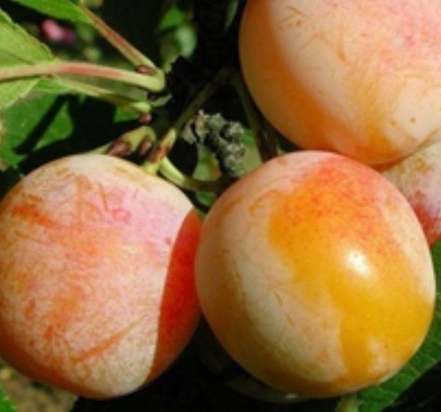 Prun Nancy Mirabelle