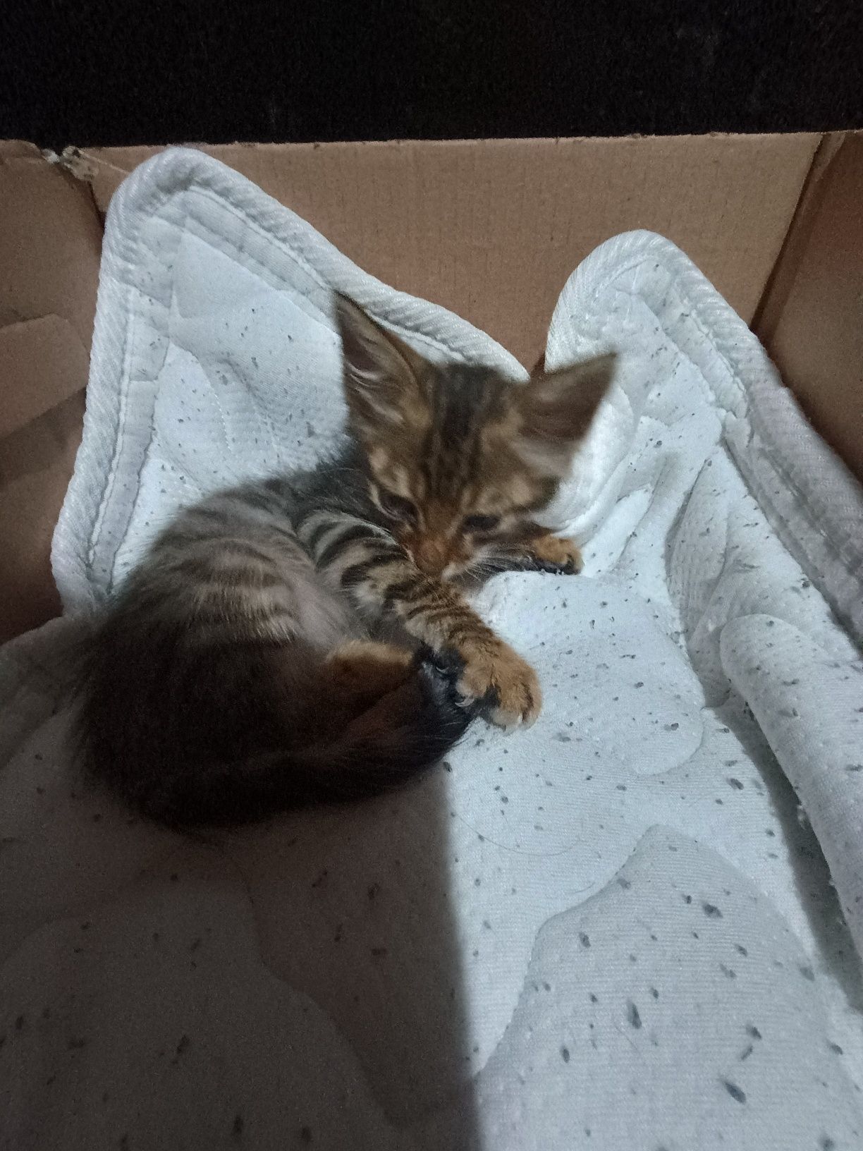 Малко котенце момченце